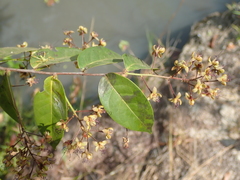 Hirtella gracilipes