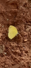 Eurema senegalensis