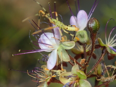 Hirtella gracilipes