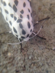 Hypercompe permaculata