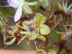 Hirtella gracilipes