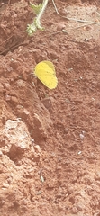 Eurema senegalensis