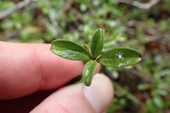 Coprosma crenulata