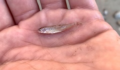 Speckled Chub photo 3