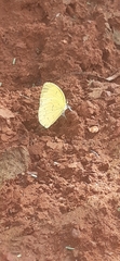 Eurema senegalensis
