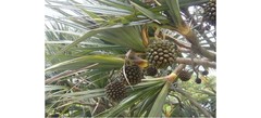 Pandanus utilis