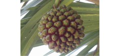 Pandanus utilis