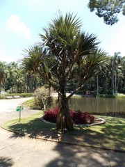 Pandanus utilis