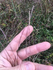 Digitaria violascens