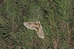 Megastes praxiteles