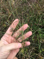 Digitaria violascens