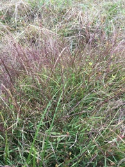 Digitaria violascens