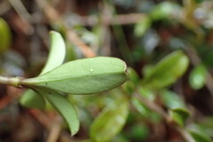 Coprosma crenulata