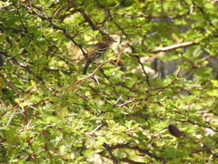 Myiophobus fasciatus