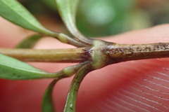 Coprosma crenulata