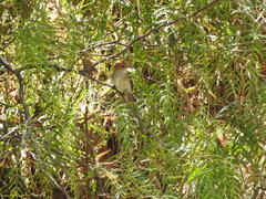 Myiophobus fasciatus