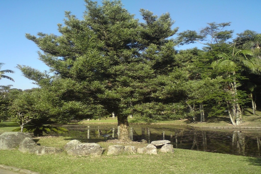 Podocarpus sellowii