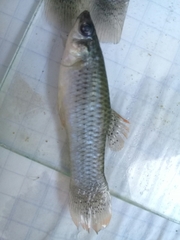 Poecilia mexicana