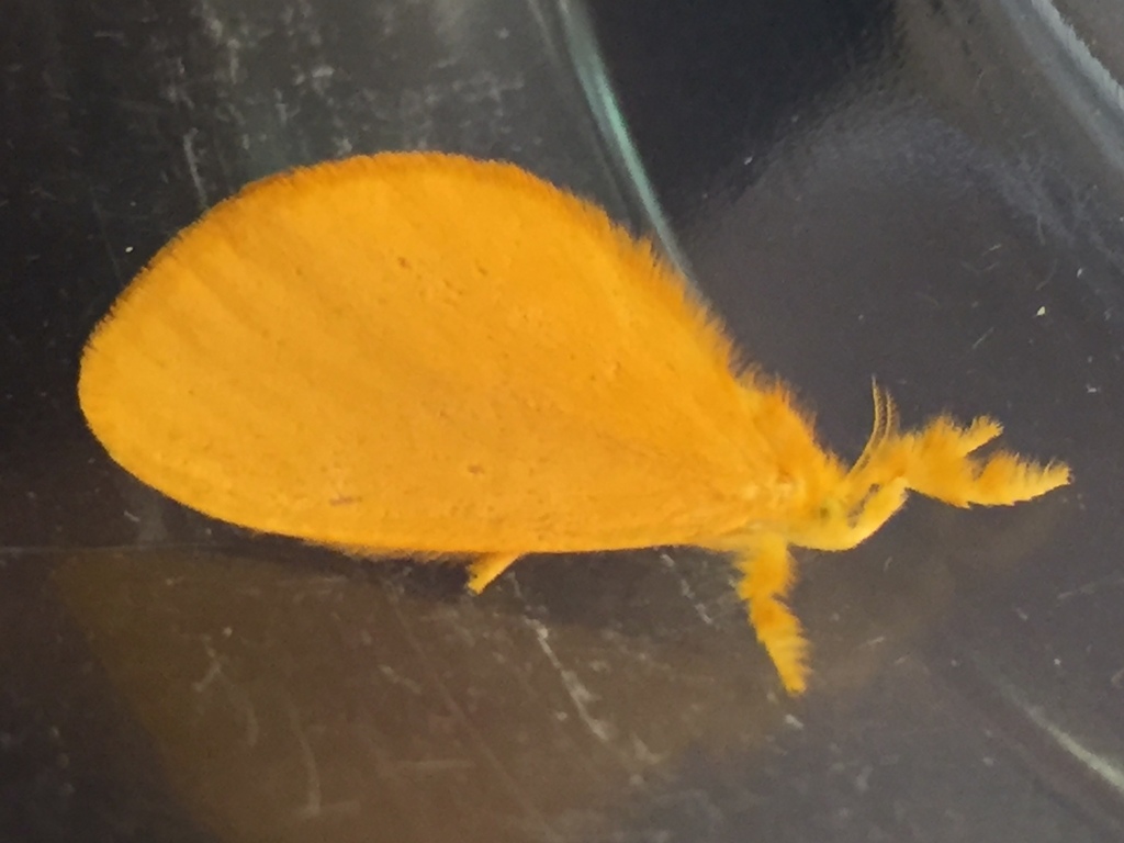 Dalcerides