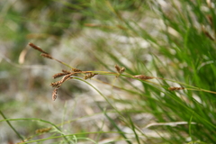 Carex ledebouriana