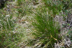 Carex ledebouriana