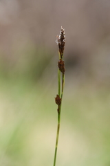 Carex ledebouriana