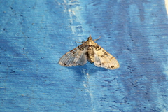 Azochis rufidiscalis