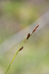 Carex ledebouriana