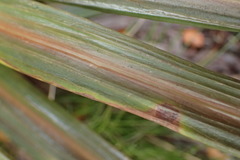 Celmisia armstrongii