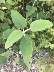 Solanum erianthum