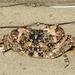 Burrowing Shore Crab - Photo (c) Catching The Eye, some rights reserved (CC BY-NC)