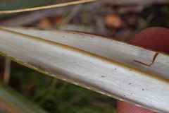 Celmisia armstrongii