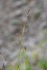 Carex ledebouriana