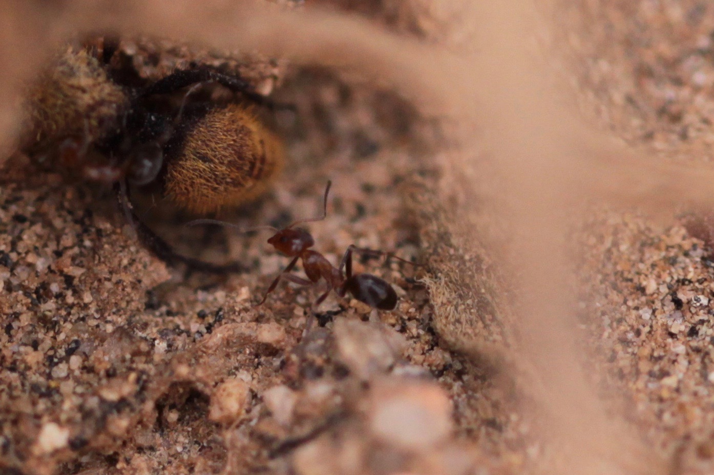 Dorymyrmex bicolor