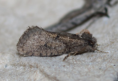 Acrolophus kearfotti