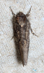 Acrolophus kearfotti