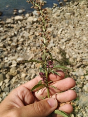 Lysimachia dubia