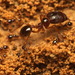 盲切葉蟻屬 - Photo 由 portioid 所上傳的 (c) portioid，保留部份權利CC BY-SA