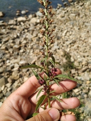 Lysimachia dubia