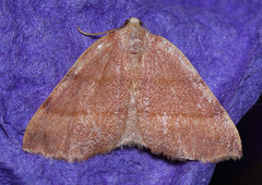 Drepanulatrix bifilata