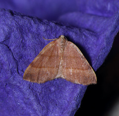 Drepanulatrix bifilata