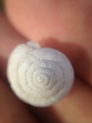 Oreohelix