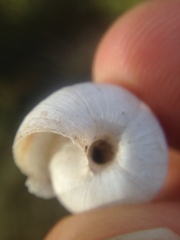 Oreohelix