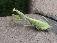 Stagmomantis theophila