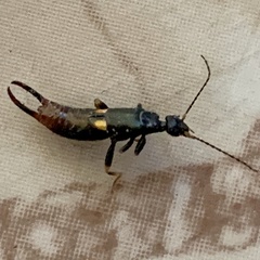 Marava arachidis
