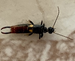 Marava arachidis