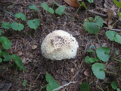 Amanita chrysoblema