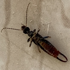 Marava arachidis