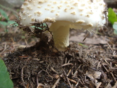 Amanita chrysoblema