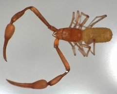 Tartarocreagris infernalis